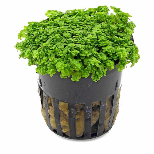 Hemianthus callitrichoides x - 6,