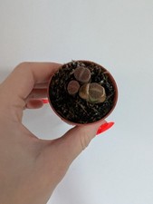 Lithops Houseplant