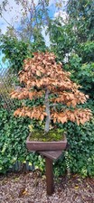 White Beech Bonsai