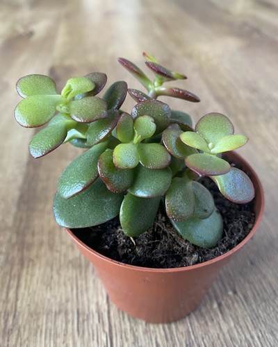Crassula ovata minima var - ovata,