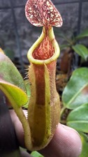 Nepenthes (LVB x Veitchii TW)