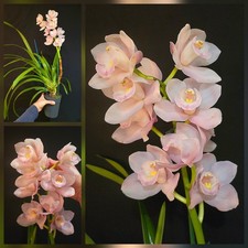 Cymbidium Light Pink. Large