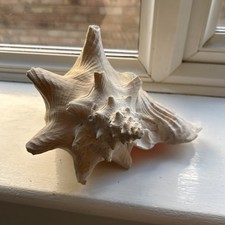 Vintage Queen Conch Sea Shell