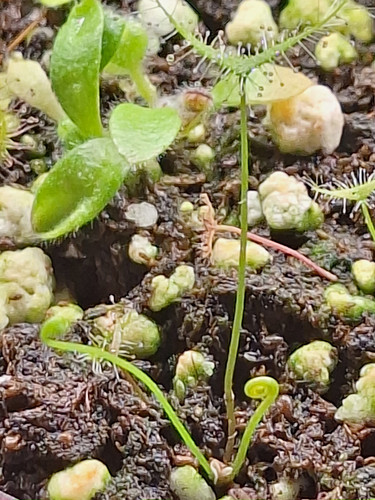 Drosera binata dichotoma - binata, 'dichotoma'