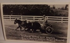 Cal Poly Shetland Ponies,  Quartermaster Depot Remount.Percheons Cart Pulling.