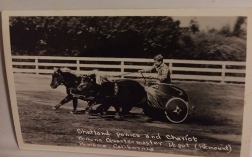 Cal poly shetland - cal,