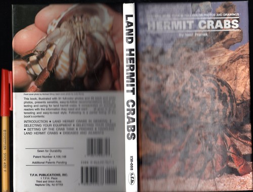Keep land hermit crabs pets - keep,