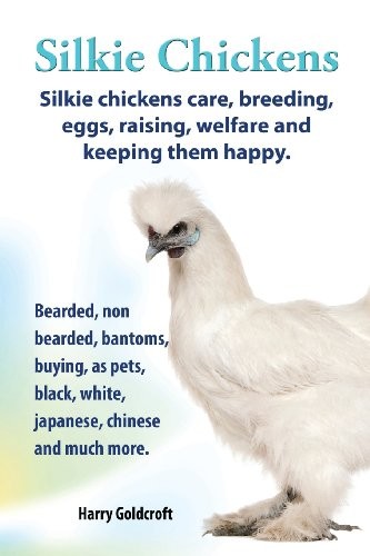 Silkie chickens - silkie, chickens.