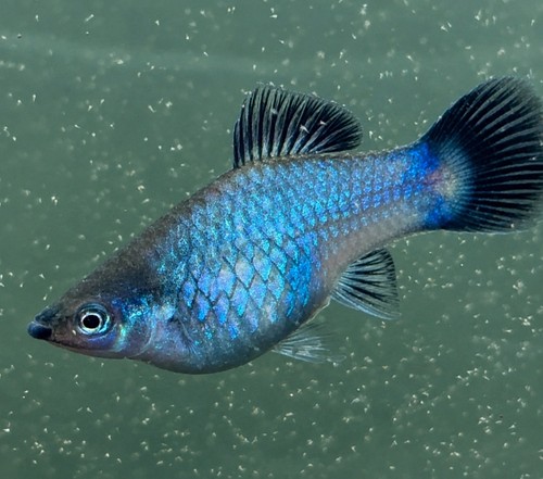 Blue wag platies - blue,