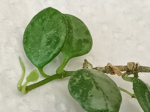 Rare hoya serpens - rare,