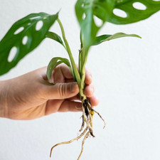 Swiss Cheese Monstera