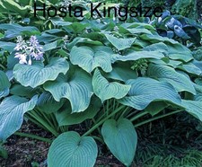 “SALE”  Hosta Kingsize X 1