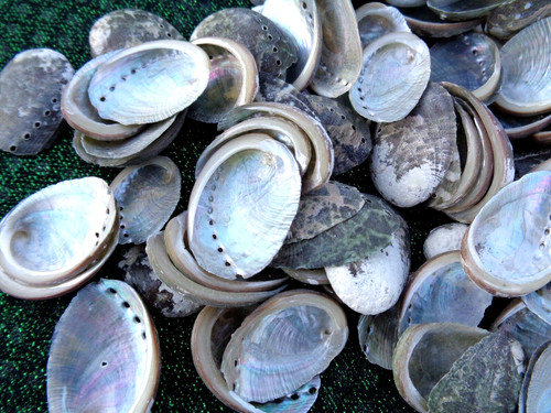 Small sea shells - 30,
