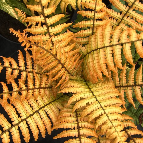 Fern jurassic gold golden - jurassic,