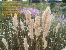 Eyelash pearl grass, Melica ciliata, Silky spike melic, 280 seeds, seeds