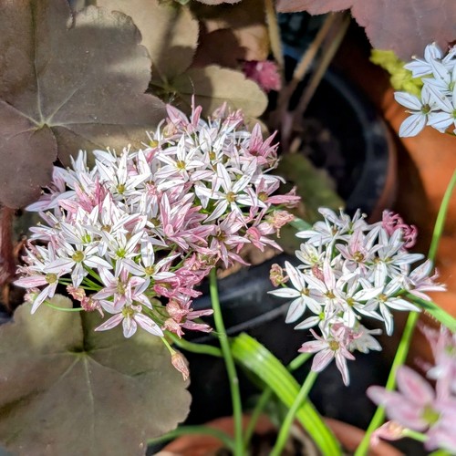 Allium cameleon syn - 'cameleon',