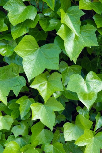 Fresh cut ivy - fresh, stick