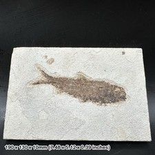 Fossilised diplomystus fossil