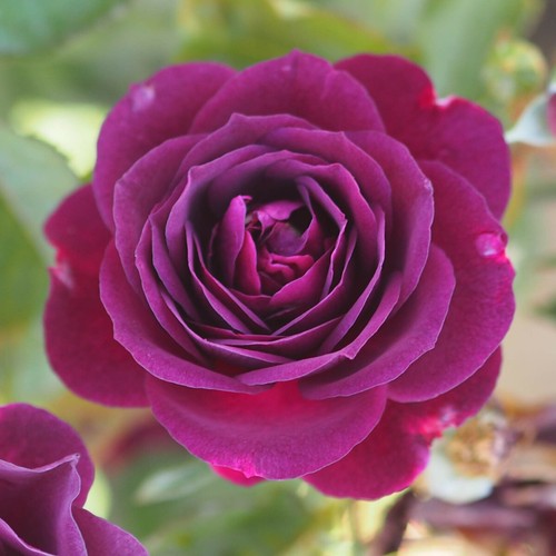 Ebb tide 5lt potted - tide,