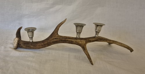 Fallow deer antler - deer,