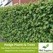Hazel Corylus native bare root hedge plants hedging - 7 sizes