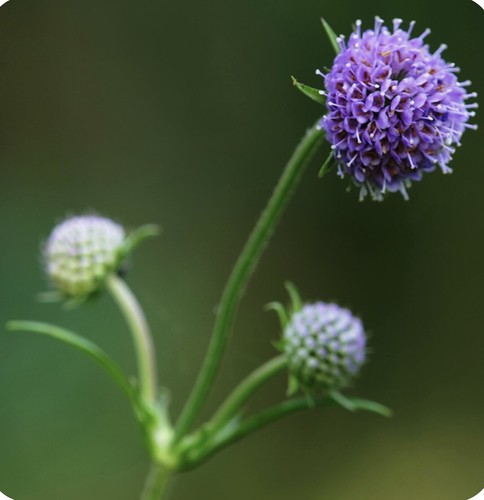 Devils bit scabious succisa - scabious, (succisa