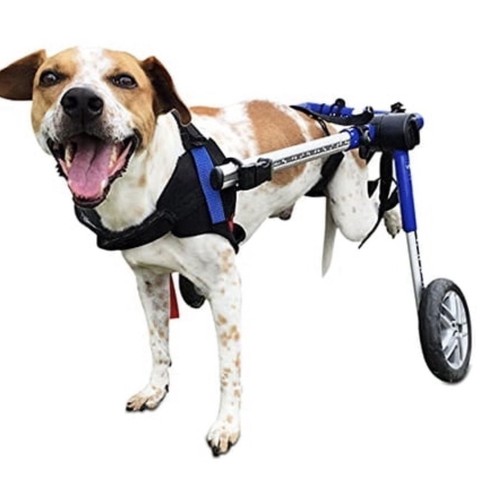 Walkin wheels medium - walkin’,