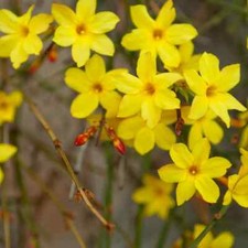 Jasminum Nudiflorum - Winter Flowering Garden Climber