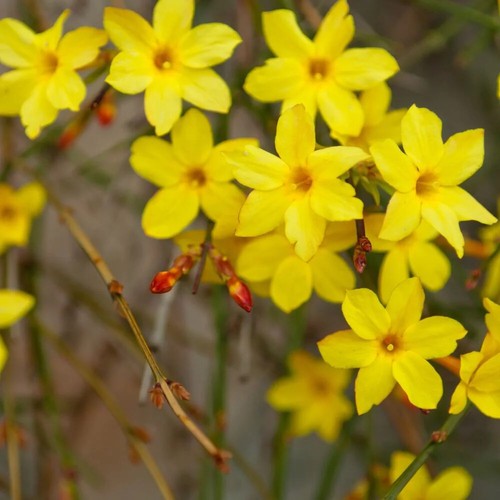 Jasminum nudiflorum winter - jasminum,