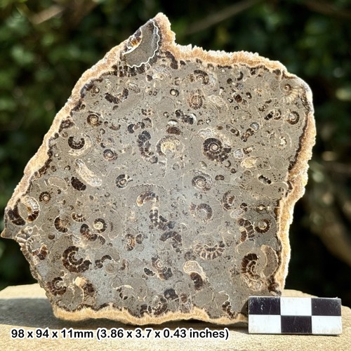 Promicroceras ammonite fossil - promicroceras,