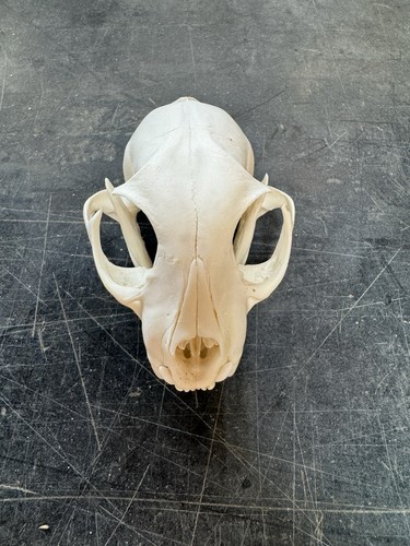 Highest museum quality bobcat - quality,