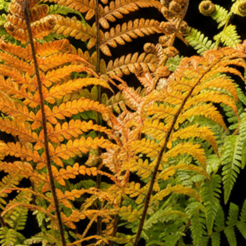 Large plant dryopteris - large,