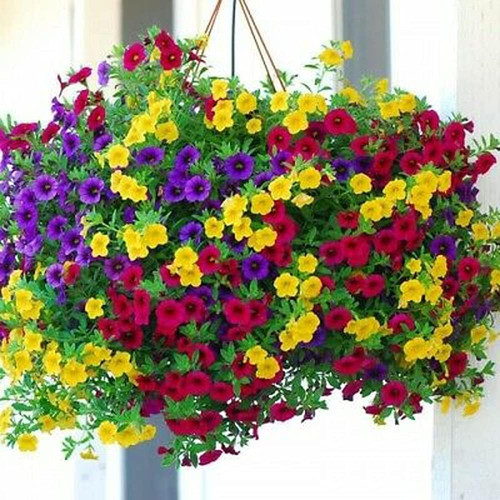 5100 petunia seeds - 5100+,
