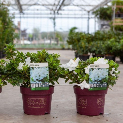 Encore pure white azalea - white',