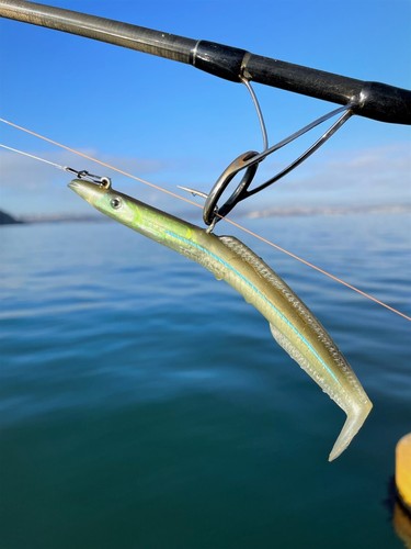 Sidewinder skerries eels - sidewinder,