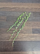 String of Pearls 3x 12cm