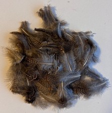 English Partridge Feathers
