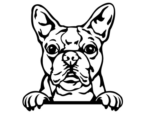 Boston terrier dog car - boston,