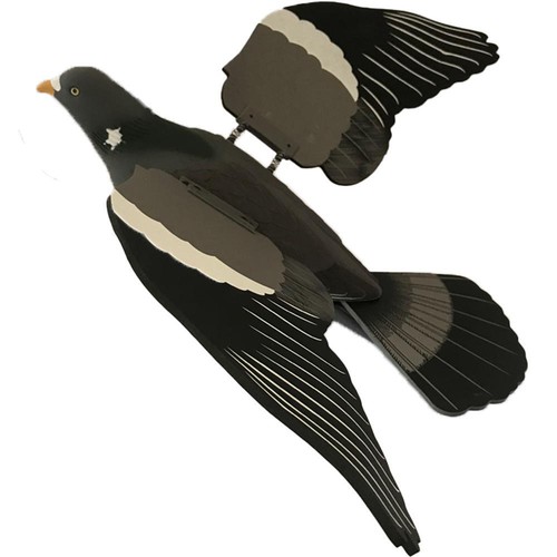 Spring wing pigeon - pigeon, life