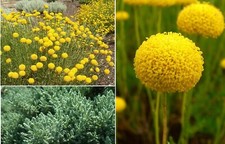 Cotton Lavender (Santolina Rosmarinifolia) | 100+ seeds | Same Day Dispatch