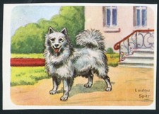 POMERANIAN GERMAN SPITZ  EUROPE ISSUE 1950'S DOG PICTURE STICKER / TRADE CARD