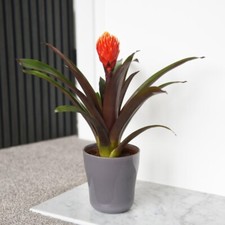 T&M Guzmania Tala Houseplant