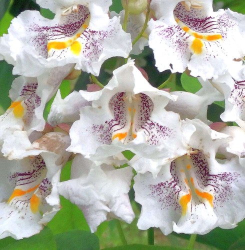Catalpa speciosa - ,