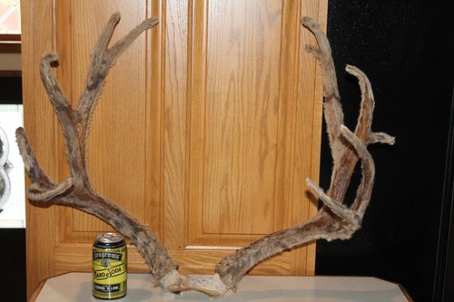 Mule deer mount - mount, shed