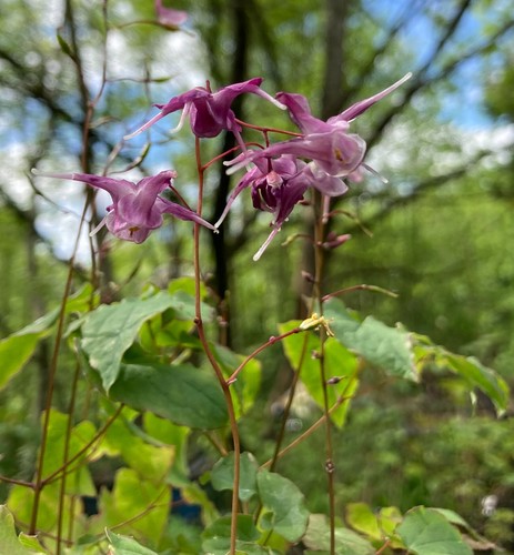 Two epimedium grandiflorum - epimedium,