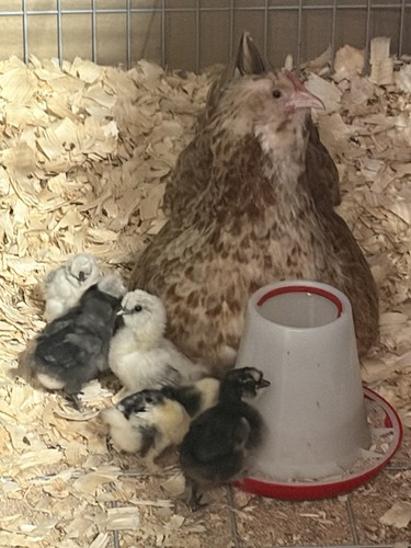 Silkie