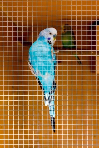Ambassador cage aviary - ambassador,