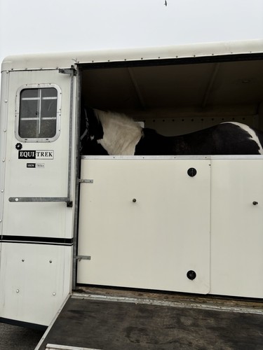 Large equi trek show treka - show,