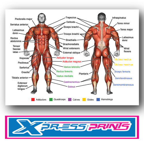 Human anatomy muscles - human, of
