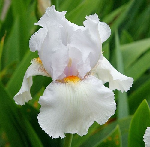 Iris germanica immortality - iris,